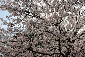 日本の桜