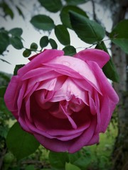 Fototapeta premium pink rose in garden