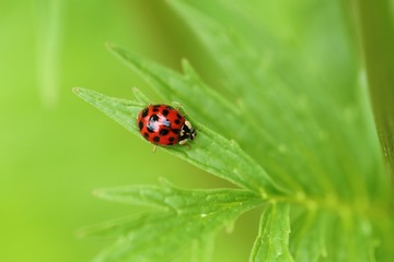  Ladybug on a green leaf on a blurred green background.Spring and summer nature background.Spring and summer season.
