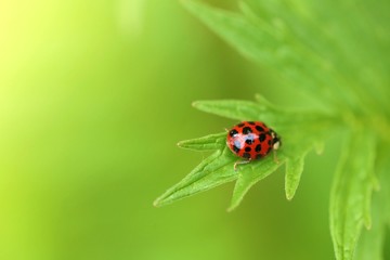  Ladybug on a green leaf on a blurred green background.Spring and summer nature beautiful background.Spring and summer season.