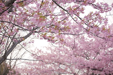 Sakura Beautiful Narita February Japanese 2