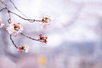 山梨県 勝沼ぶどう郷の甚六桜