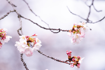 山梨県 勝沼ぶどう郷の甚六桜