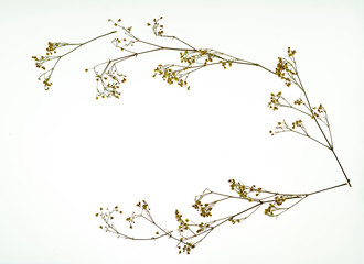 Colorful spring flowers shot top down