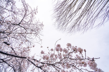 山梨県 勝沼ぶどう郷の甚六桜