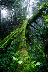 Many mosses and ferns were born on the fallen trees that fell on the ground during the rainy season. There are thick fog and early morning sunlight down to these trees.