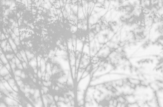Tree shadow background and natural leaves on branch with tree trunk pattern on white concrete wall texture