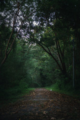 Nature trail study during the rainy season in Mae Rim district, Chiang Mai province. 