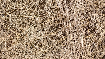 Postharvest Hay at Mon jam, Mea rim District, Chiang Mai Province, Thailand.