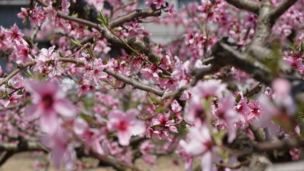 桃の花