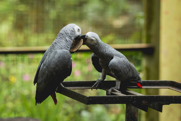 Parrots fighting for the food. Zoo, tropical reserve.