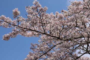 日本　桜　綺麗
