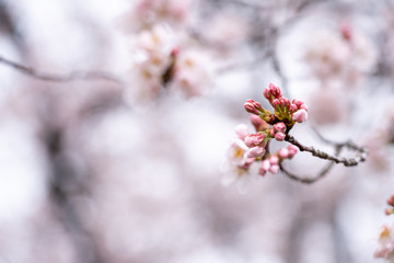 山梨県 勝沼ぶどう郷の甚六桜