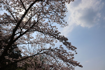 日本　桜　綺麗