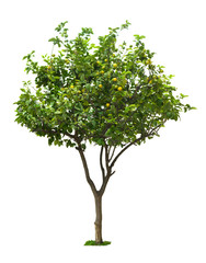 Citrus lemon tree - 335716750