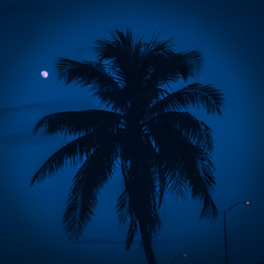 palm tree moon night sunset beach tropical sky miami florida nature silhouette blue summer landscape coconut sea island lighting dusk ocean sunrise eden © Alberto GV PHOTOGRAP