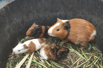 Adorable family of Guinea pig "Cavia porcellus" one mother and three baby