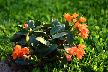 orquidea anaranjada en el jardin