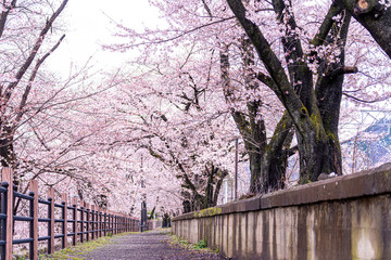 山梨県 勝沼ぶどう郷の甚六桜