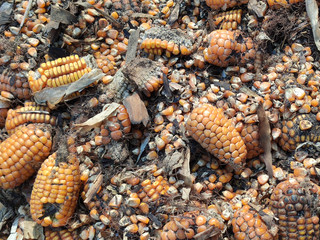 corn rot,The fungi A. flavus and A. parasiticus producer of mycotoxin in corn used for food and animal feed in storage.