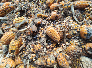 corn rot,The fungi A. flavus and A. parasiticus producer of mycotoxin in corn used for food and animal feed in storage.