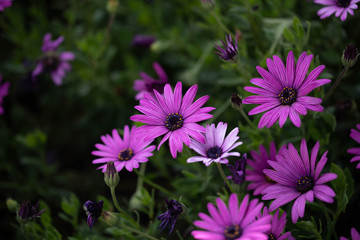 Fototapeta premium Flowers in a roadside flower garden