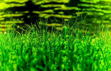 Reflections of lush green plants on a lake. An artsy shot. 