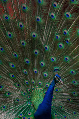 Fototapeta premium Portrait peacock with feathers out