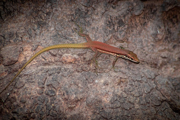 Jaszczurka © Wojciech