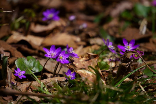 山野草 Images Browse 17 109 Stock Photos Vectors And Video Adobe Stock