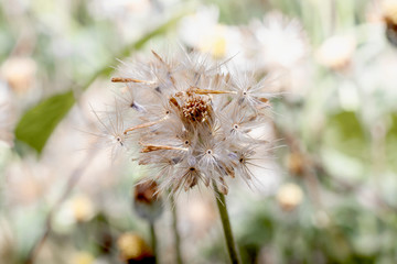 Fototapeta premium Close-up of dried flowers with background blur.