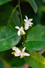 Lime blooming
