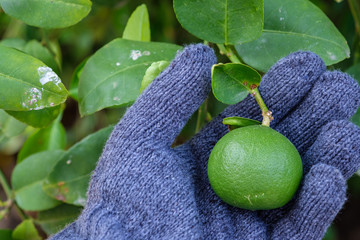 Lime that are caught gently