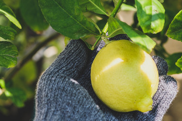 Lemons that are caught gently