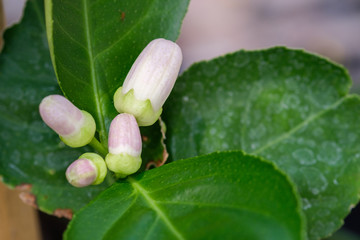 Lemon blooming