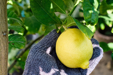 Lemons that are caught gently
