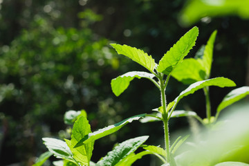 close up of fresh green leaves