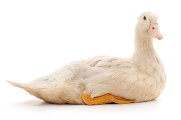 White beautiful duck.