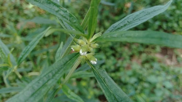 Borreria sp. This plant includes weeds and is easily found in fields, such as fields in Indonesia. This plant has white flowers. Beetles love this plant.