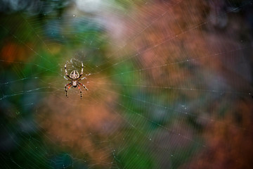 spider on the web