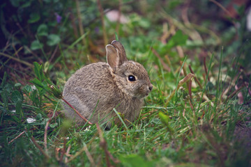 rabbit in the grass
