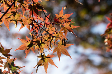 秋の紅葉