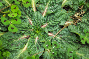 earth green plant of Uruguay