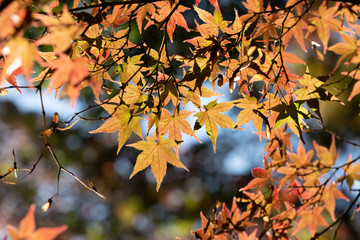 秋の紅葉