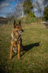 Deutscher Schäferhund