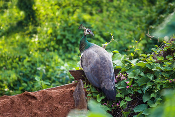 peacock on the wall