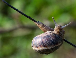 A snail is hanging from a branch. Snail with large shell