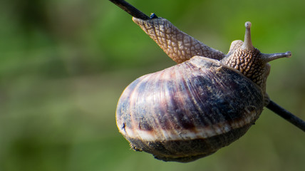 A snail is hanging from a branch. Snail with large shell