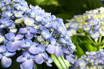 Japanese hydrangea
