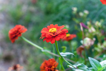 flowers in the garden near the house